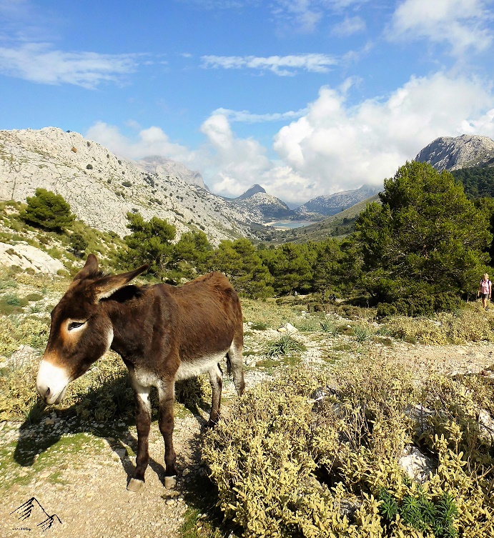 Esel am Cúber-Stausee im Tramuntanagebirge auf Mallorca.